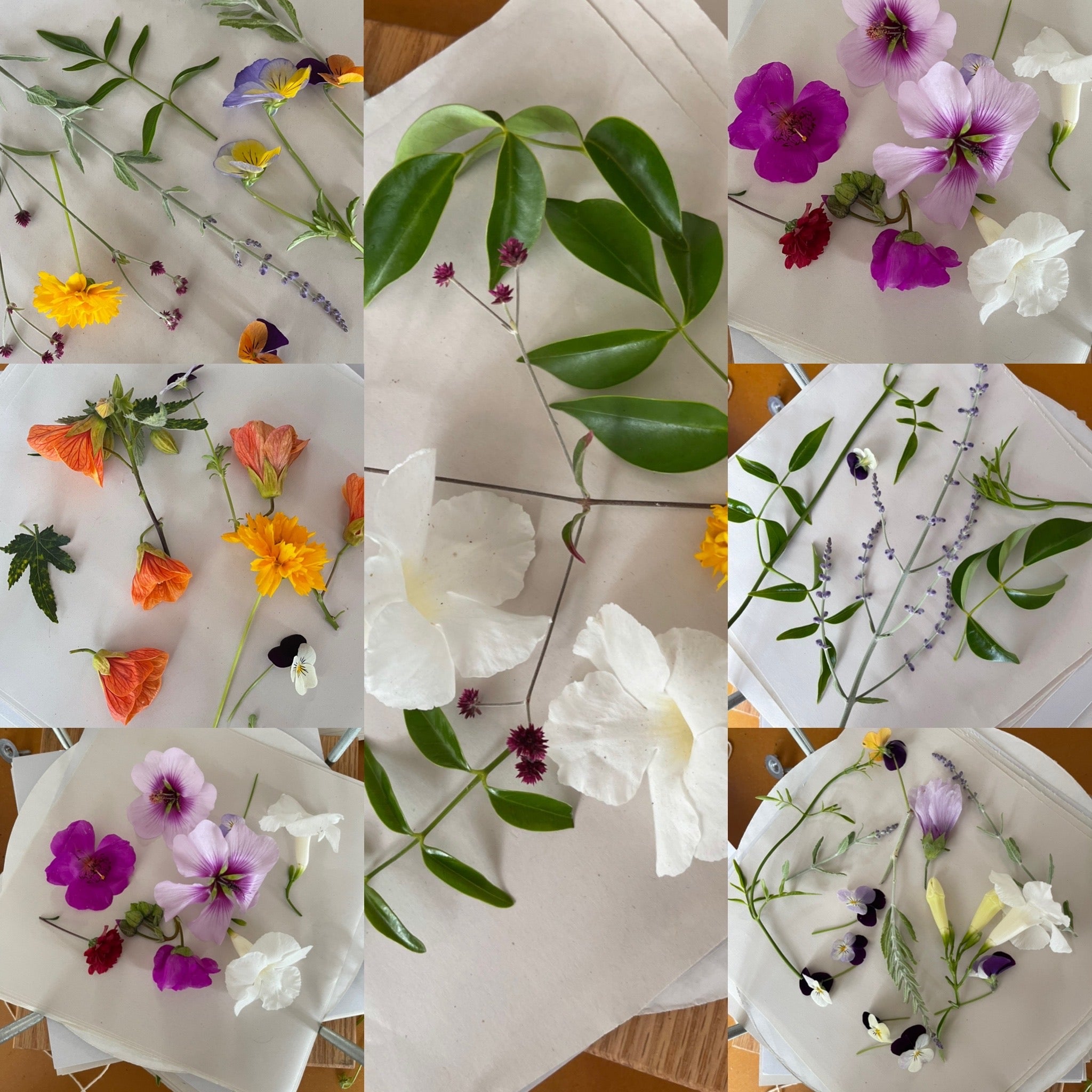 I learned how to dry flowers in one month!