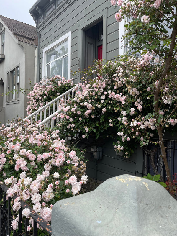 Princess Rose Bushes in San Francisco and The Recipe I Have Made the Most