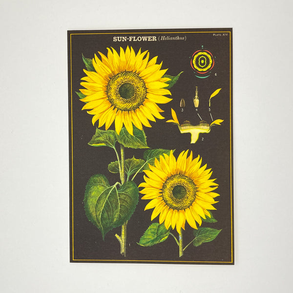 Sun-Flower Card