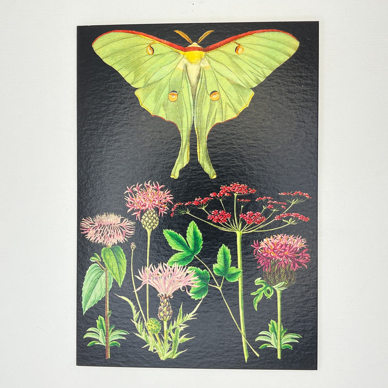 Green Moth Blank Card