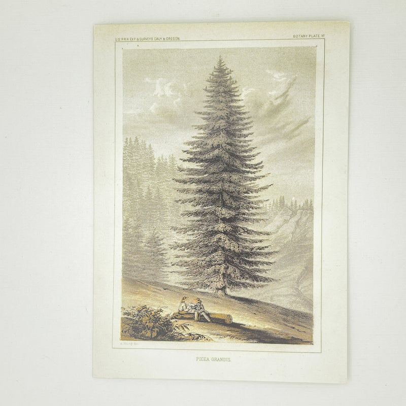 Picea Grandis Holiday Card