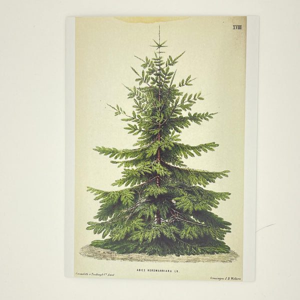 Abies Nordmanniana Tree Print Christmas Card